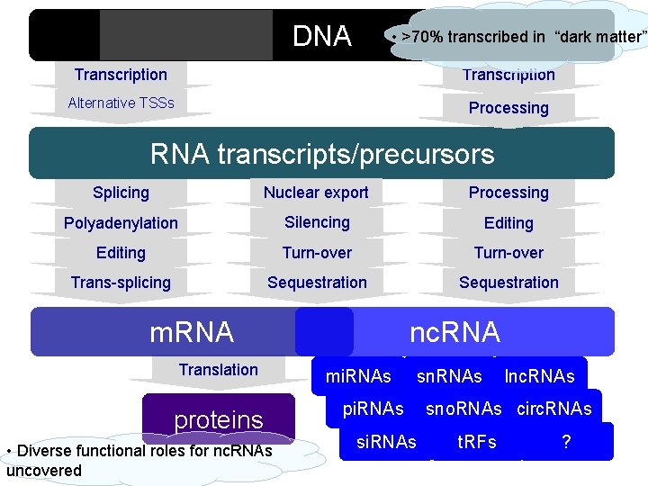 DNA • >70% transcribed in “dark matter” Transcription Alternative TSSs Processing RNA transcripts/precursors Splicing