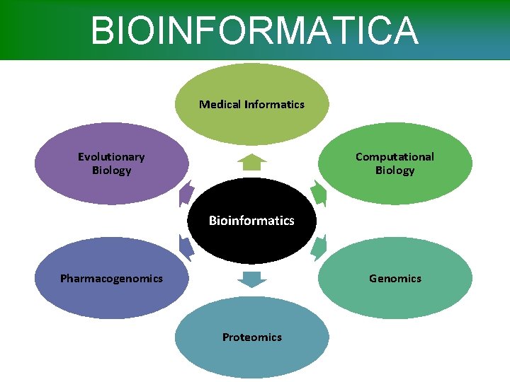 BIOINFORMATICA Medical Informatics Evolutionary Biology Computational Biology Bioinformatics Genomics Pharmacogenomics Proteomics 