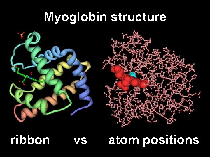 Myoglobin structure ribbon vs atom positions 