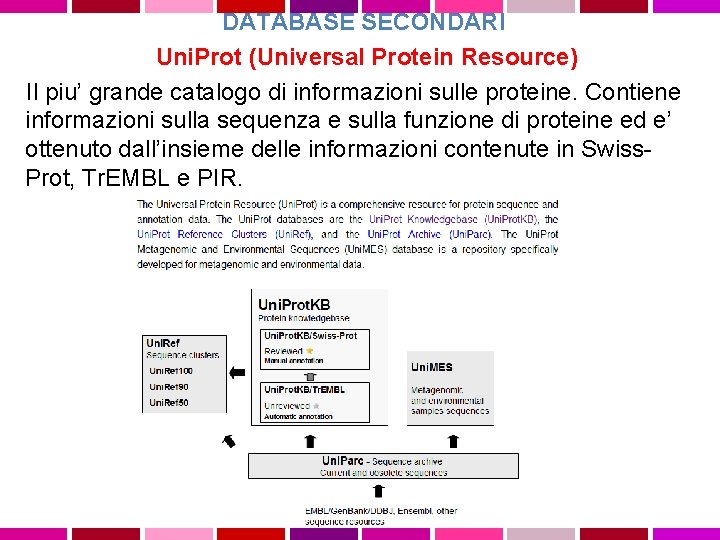 DATABASE SECONDARI Uni. Prot (Universal Protein Resource) Il piu’ grande catalogo di informazioni sulle