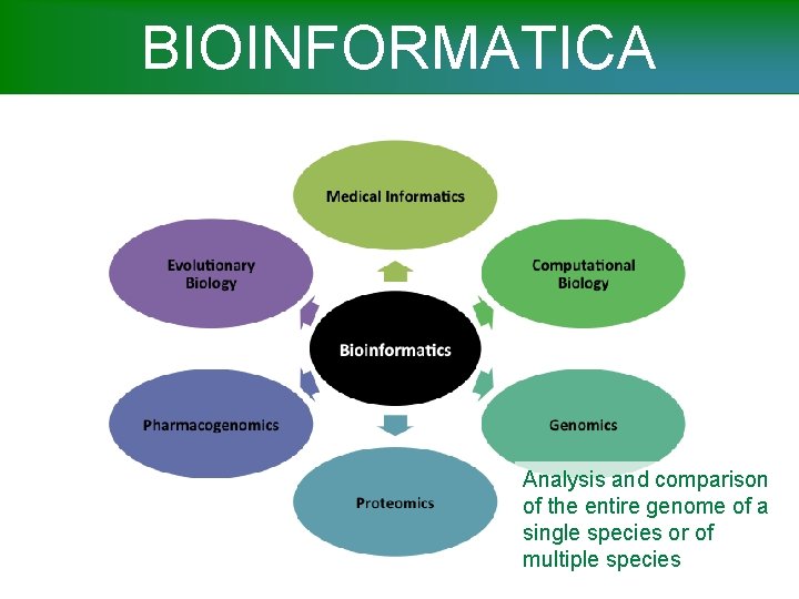 BIOINFORMATICA Analysis and comparison of the entire genome of a single species or of