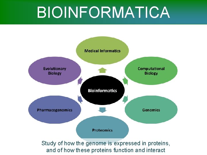 BIOINFORMATICA Study of how the genome is expressed in proteins, and of how these