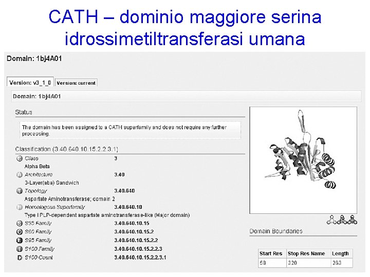 CATH – dominio maggiore serina idrossimetiltransferasi umana 