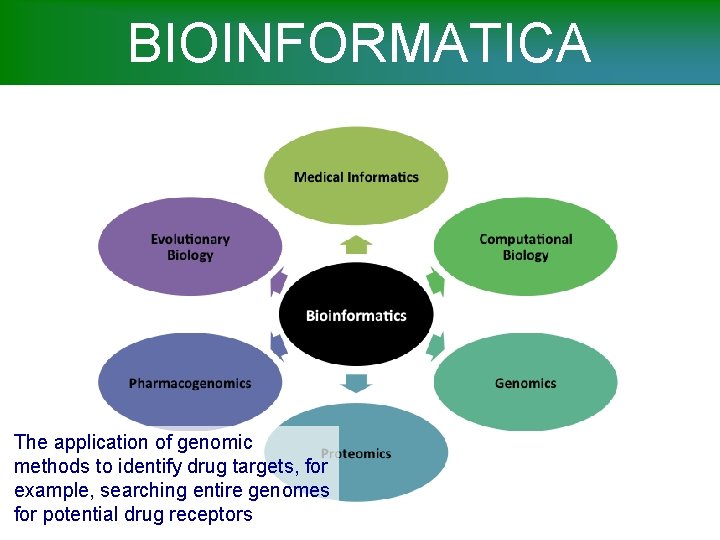 BIOINFORMATICA The application of genomic methods to identify drug targets, for example, searching entire