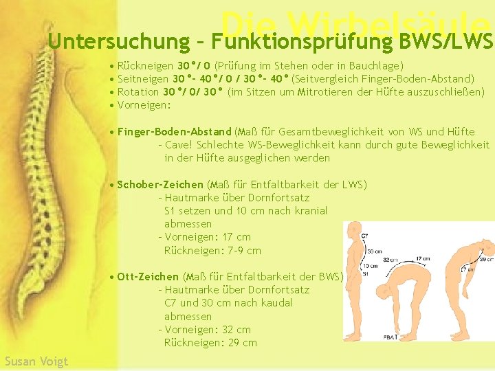 Die Wirbelsäule Untersuchung – Funktionsprüfung BWS/LWS • Rückneigen 30°/ 0 (Prüfung im Stehen oder