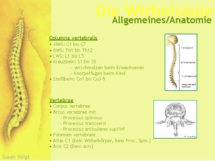 Die Wirbelsäule Allgemeines/Anatomie Columna vertebralis • HWS: C 1 bis C 7 • BWS: