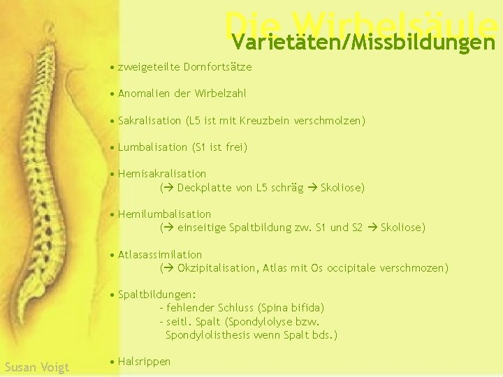 Die Wirbelsäule Varietäten/Missbildungen • zweigeteilte Dornfortsätze • Anomalien der Wirbelzahl • Sakralisation (L 5