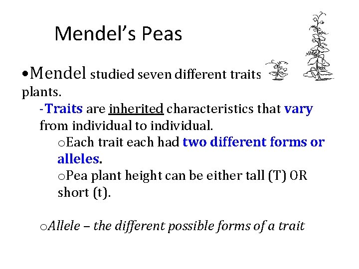 Mendel’s Peas • Mendel studied seven different traits in pea plants. -Traits are inherited