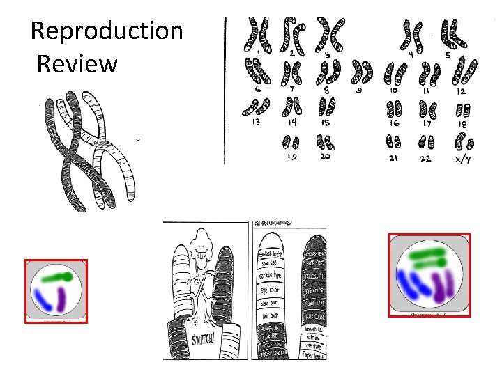 Reproduction Review 