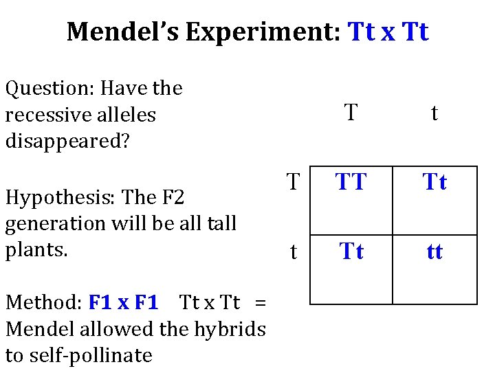 Mendel’s Experiment: Tt x Tt Question: Have the recessive alleles disappeared? T t T