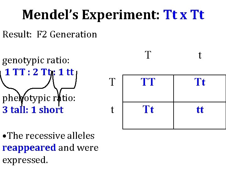 Mendel’s Experiment: Tt x Tt Result: F 2 Generation genotypic ratio: 1 TT :
