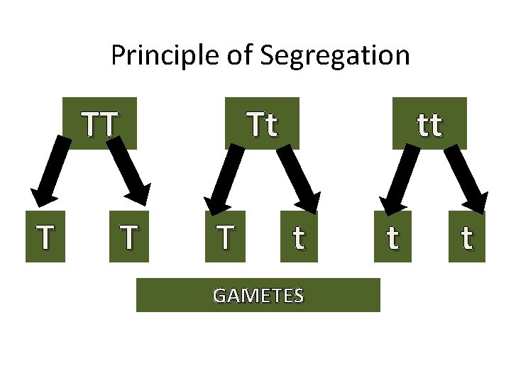 Principle of Segregation TT T T Tt T tt t GAMETES t t 