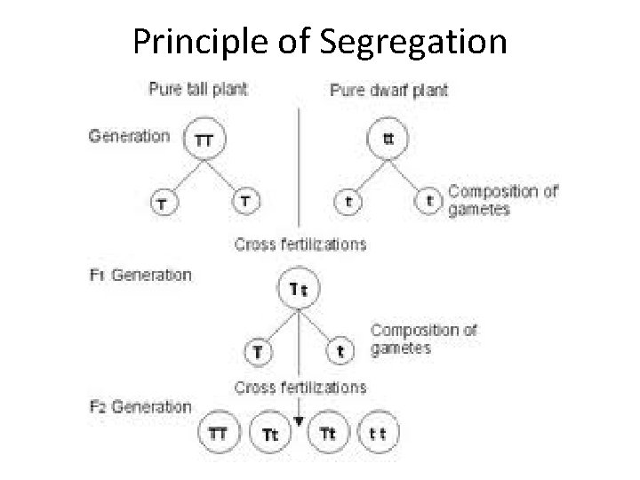 Principle of Segregation 