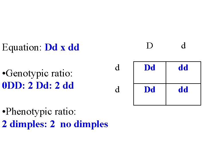 Equation: Dd x dd • Genotypic ratio: 0 DD: 2 Dd: 2 dd •
