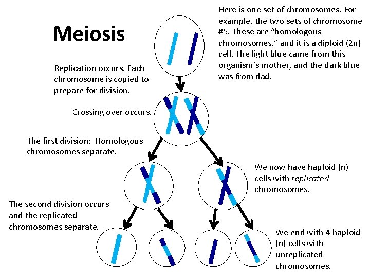 Meiosis Replication occurs. Each chromosome is copied to prepare for division. Here is one