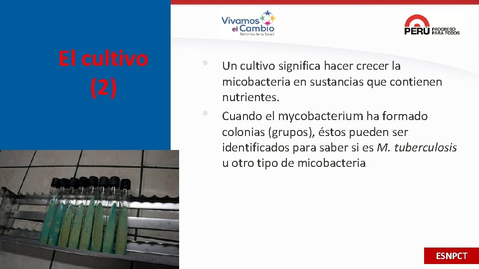 El cultivo (2) • • Un cultivo significa hacer crecer la micobacteria en sustancias