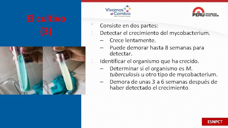 El cultivo (3) • Consiste en dos partes: 1. Detectar el crecimiento del mycobacterium.