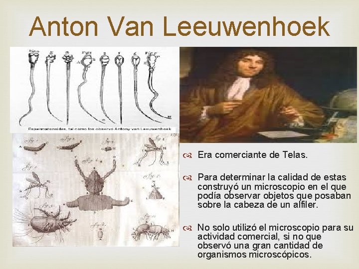 Anton Van Leeuwenhoek Era comerciante de Telas. Para determinar la calidad de estas construyó