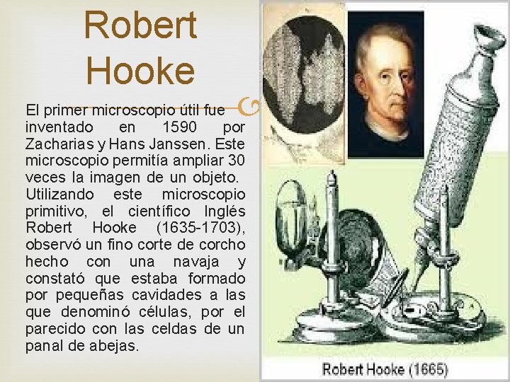 Robert Hooke El primer microscopio útil fue inventado en 1590 por Zacharias y Hans
