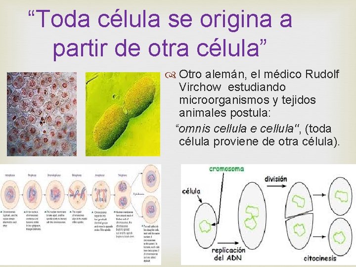 “Toda célula se origina a partir de otra célula” Otro alemán, el médico Rudolf