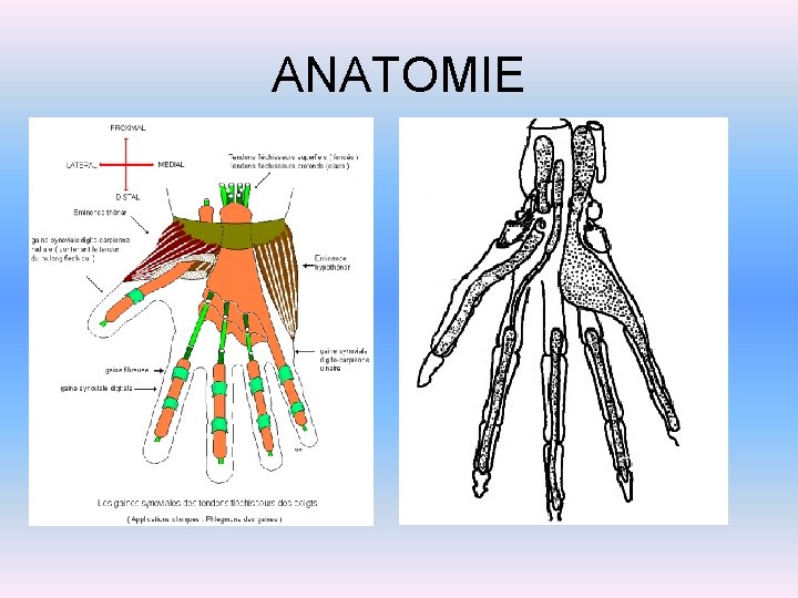 ANATOMIE 