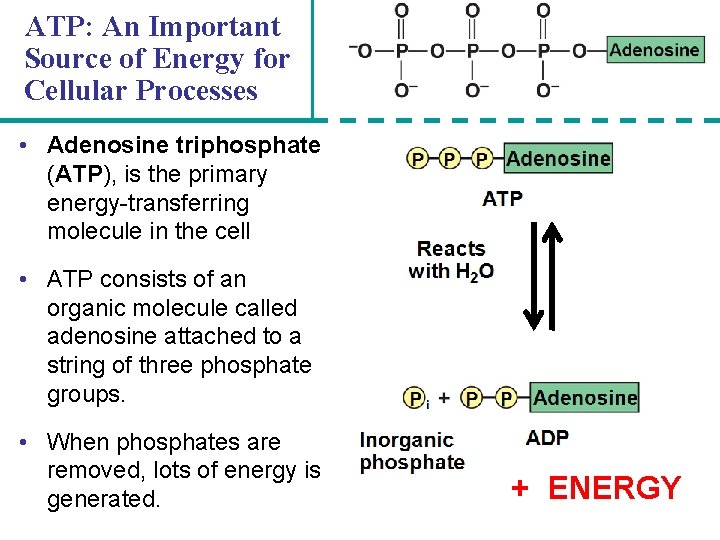 ATP: An Important Source of Energy for Cellular Processes • Adenosine triphosphate (ATP), is