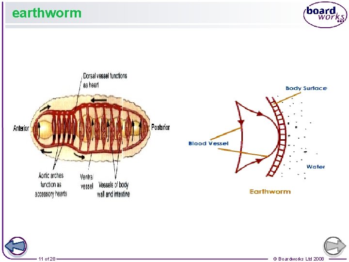 earthworm 11 of 28 © Boardworks Ltd 2008 