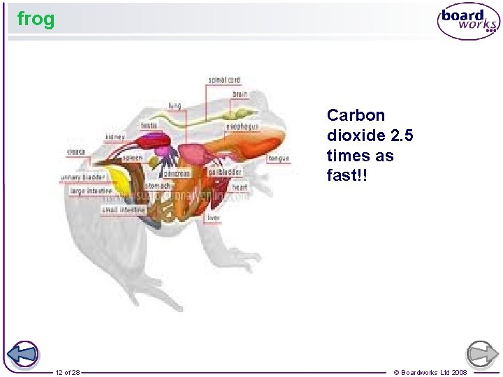frog Carbon dioxide 2. 5 times as fast!! 12 of 28 © Boardworks Ltd