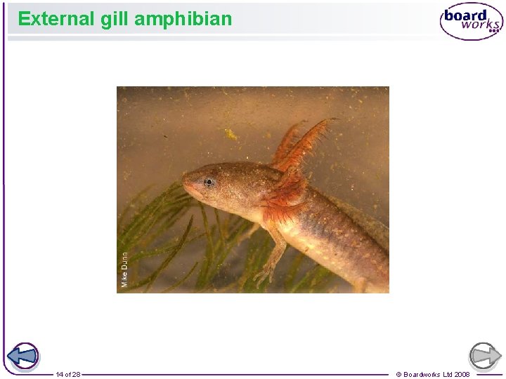 External gill amphibian 14 of 28 © Boardworks Ltd 2008 