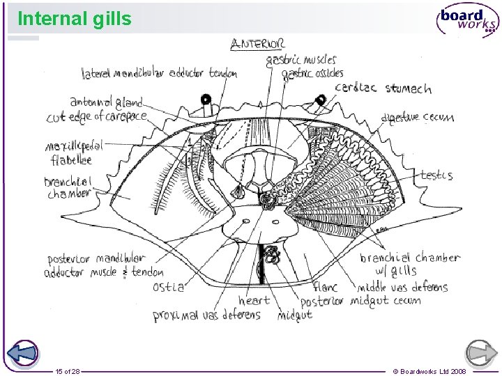 Internal gills 15 of 28 © Boardworks Ltd 2008 