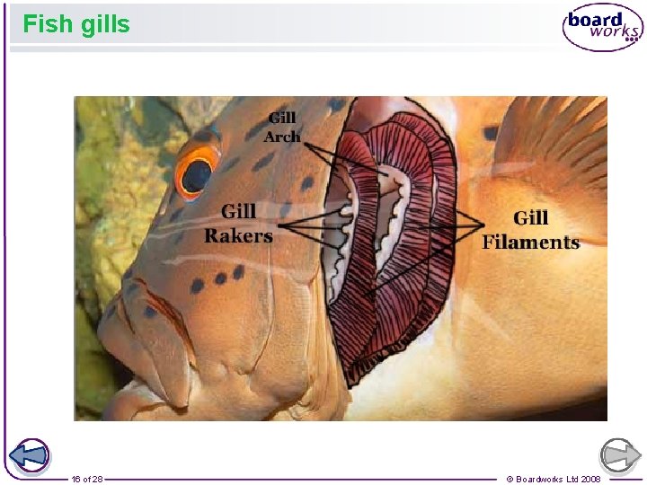 Fish gills 16 of 28 © Boardworks Ltd 2008 