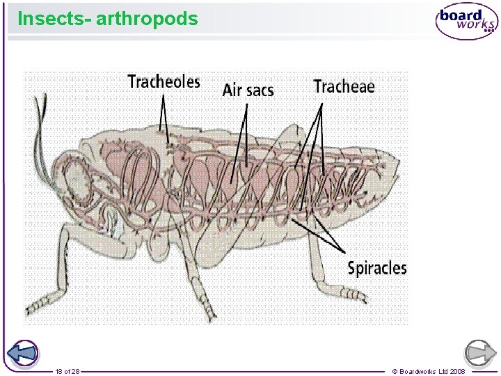 Insects- arthropods 18 of 28 © Boardworks Ltd 2008 