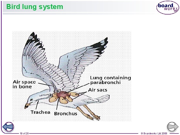 Bird lung system 19 of 28 © Boardworks Ltd 2008 