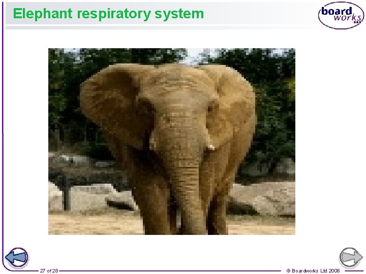 Elephant respiratory system 27 of 28 © Boardworks Ltd 2008 