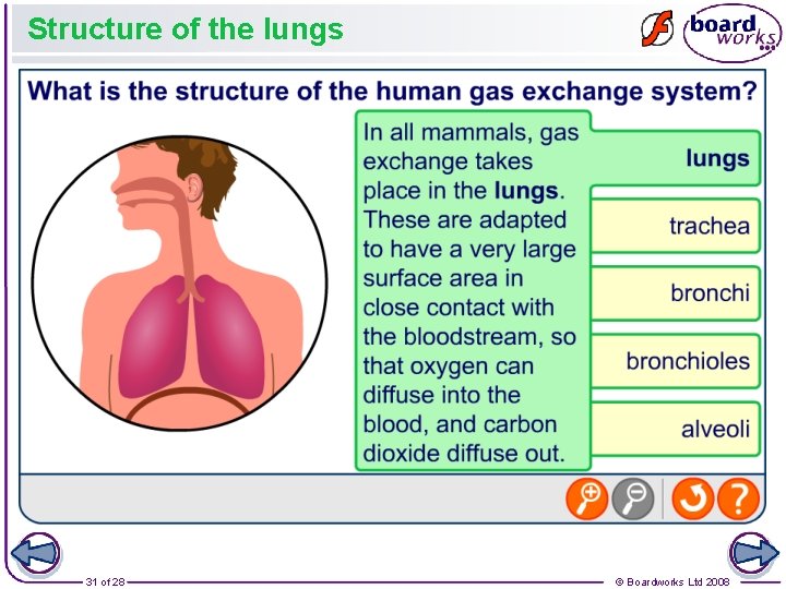 Structure of the lungs 31 of 28 © Boardworks Ltd 2008 