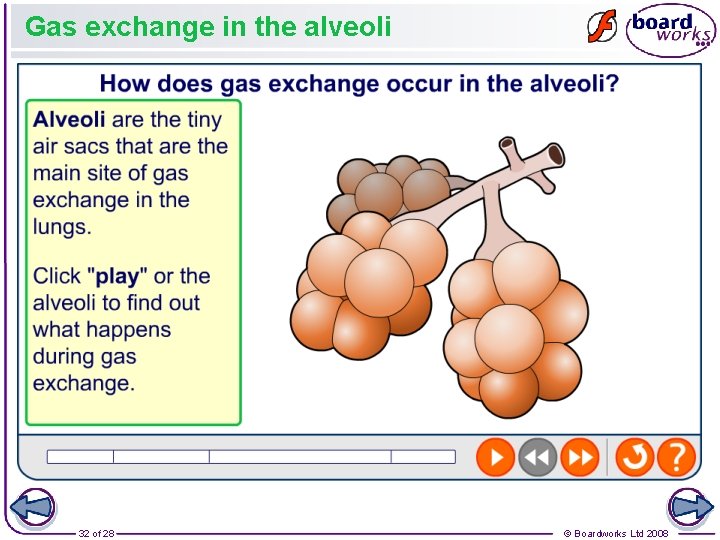 Gas exchange in the alveoli 32 of 28 © Boardworks Ltd 2008 