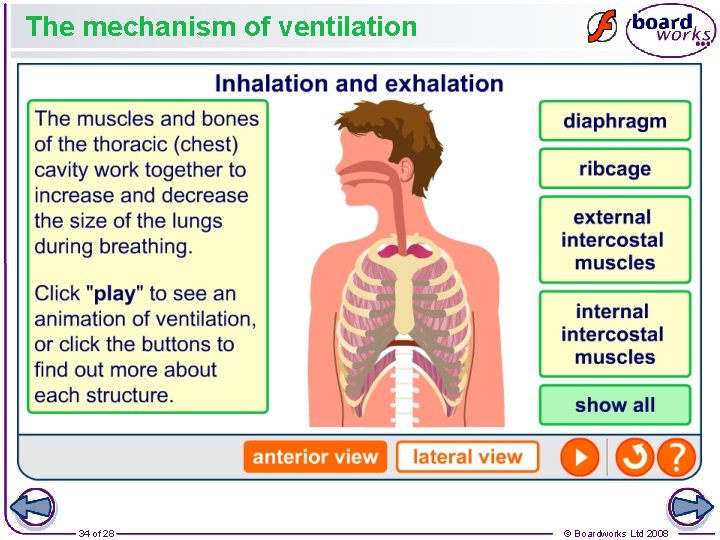 The mechanism of ventilation 34 of 28 © Boardworks Ltd 2008 