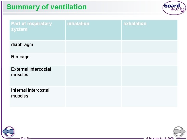 Summary of ventilation Part of respiratory system inhalation exhalation diaphragm Rib cage External intercostal