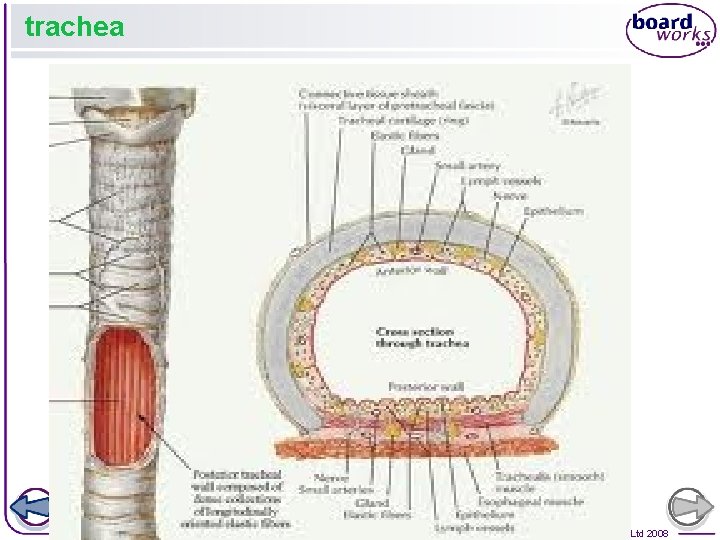 trachea 37 of 28 © Boardworks Ltd 2008 