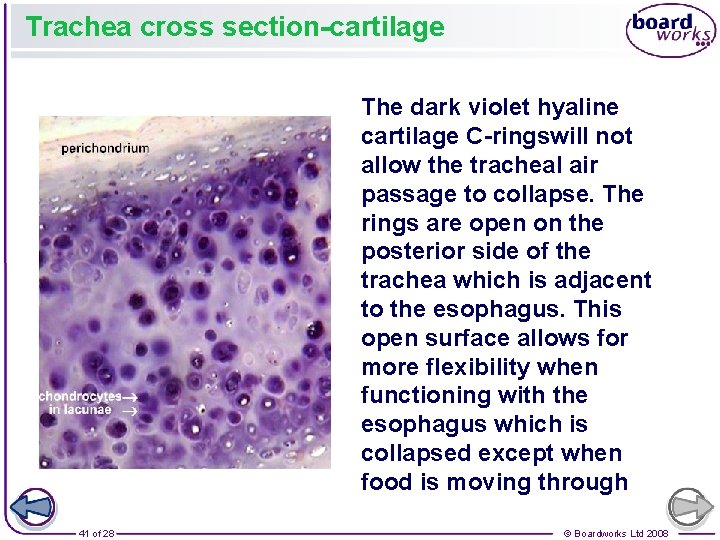 Trachea cross section-cartilage The dark violet hyaline cartilage C-ringswill not allow the tracheal air