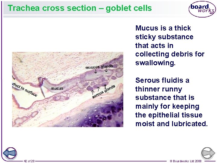 Trachea cross section – goblet cells Mucus is a thick sticky substance that acts