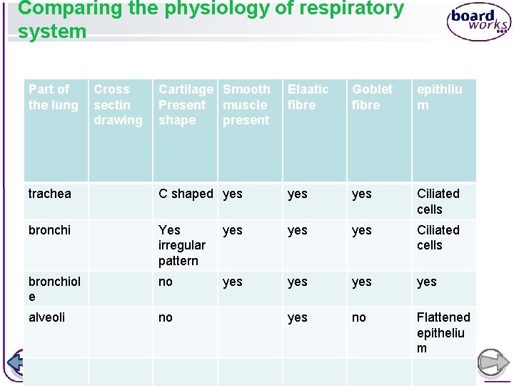 Comparing the physiology of respiratory system Part of the lung Cartilage Smooth Present muscle