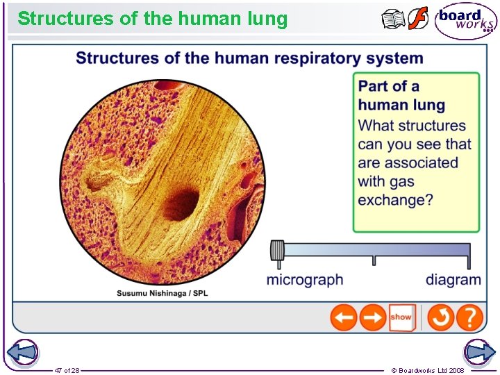 Structures of the human lung 47 of 28 © Boardworks Ltd 2008 