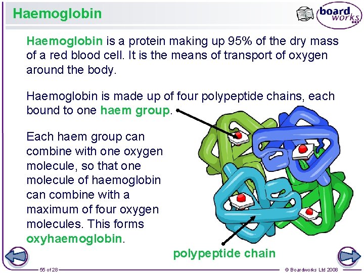 Haemoglobin is a protein making up 95% of the dry mass of a red