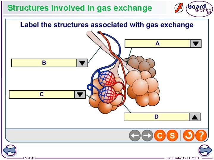 Structures involved in gas exchange 65 of 28 © Boardworks Ltd 2008 