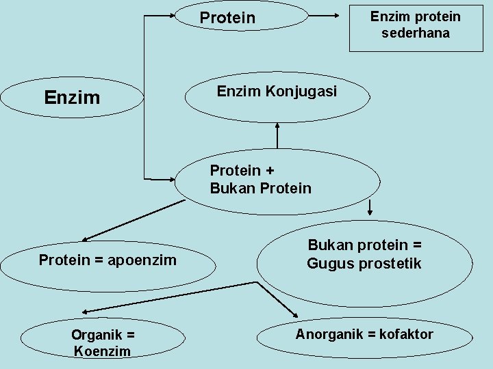 Protein Enzim protein sederhana Enzim Konjugasi Protein + Bukan Protein = apoenzim Organik =