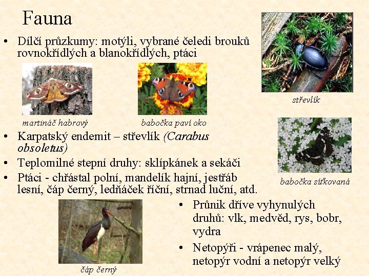 Fauna • Dílčí průzkumy: motýli, vybrané čeledi brouků rovnokřídlých a blanokřídlých, ptáci střevlík martináč