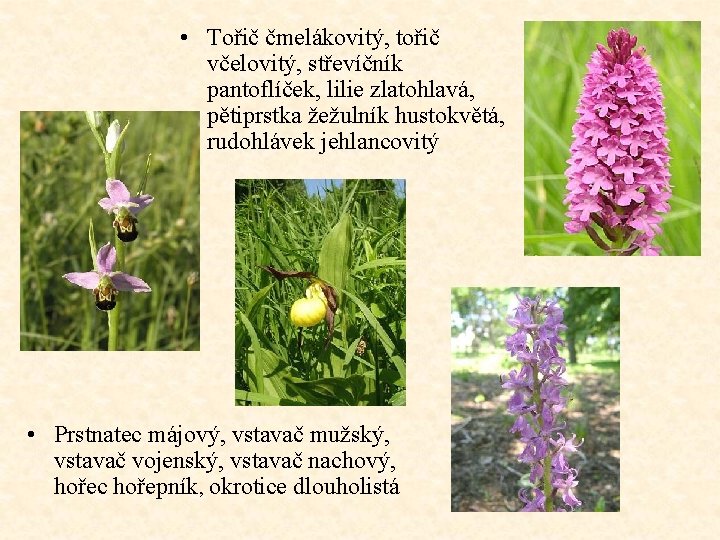  • Tořič čmelákovitý, tořič včelovitý, střevíčník pantoflíček, lilie zlatohlavá, pětiprstka žežulník hustokvětá, rudohlávek