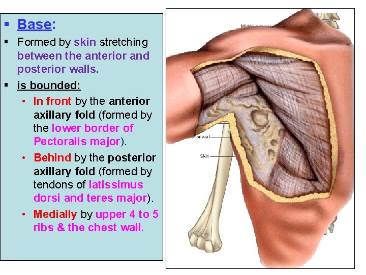 § Base: § Formed by skin stretching between the anterior and posterior walls. §