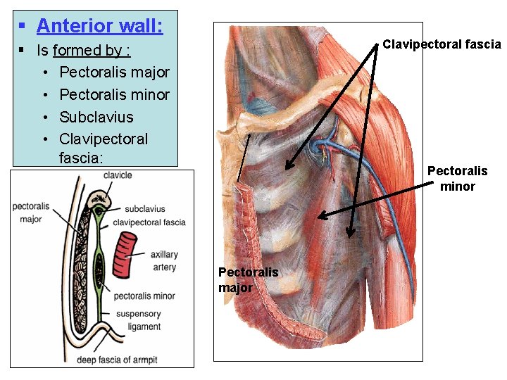 § Anterior wall: Clavipectoral fascia § Is formed by : • Pectoralis major •